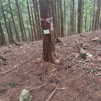 キツかった…この後の下りが殆どないのはある意味救い