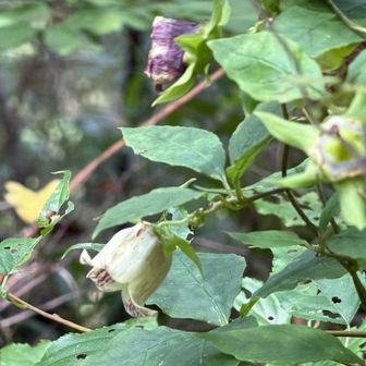 下山途中に花の写真撮影している方がいて、聞いたら珍しい花らしいのでパシャリ📷
Google先生曰くツルニンジン🌹