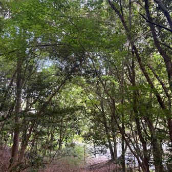 おはようございます
今日の最高気温は36度、昨日より涼しいかも？と
錯覚するが、いやいや暑いから❗️