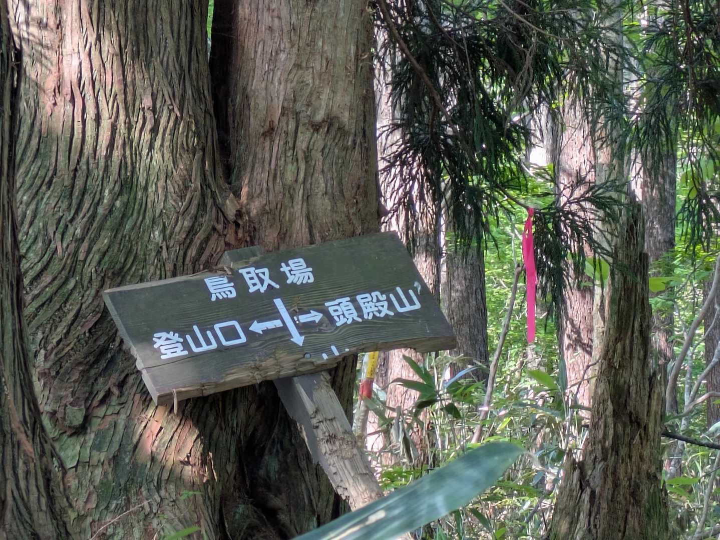 先ずは分岐からトンガリ山までをピストン
