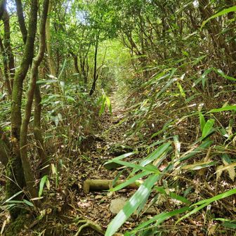 三辻山登山道、一言で言うと荒れてます
初めて登った５年くらい前の素敵な道を今でも覚えています🥲
