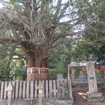 梛の大樹（御神木）