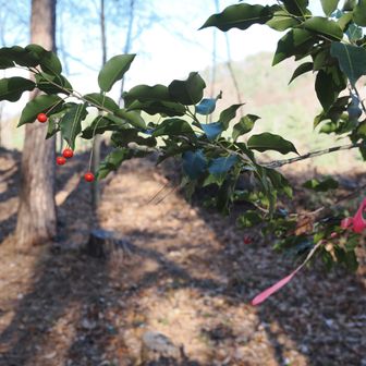 ソヨゴの赤い実がピンクリボン同様目立っていました。