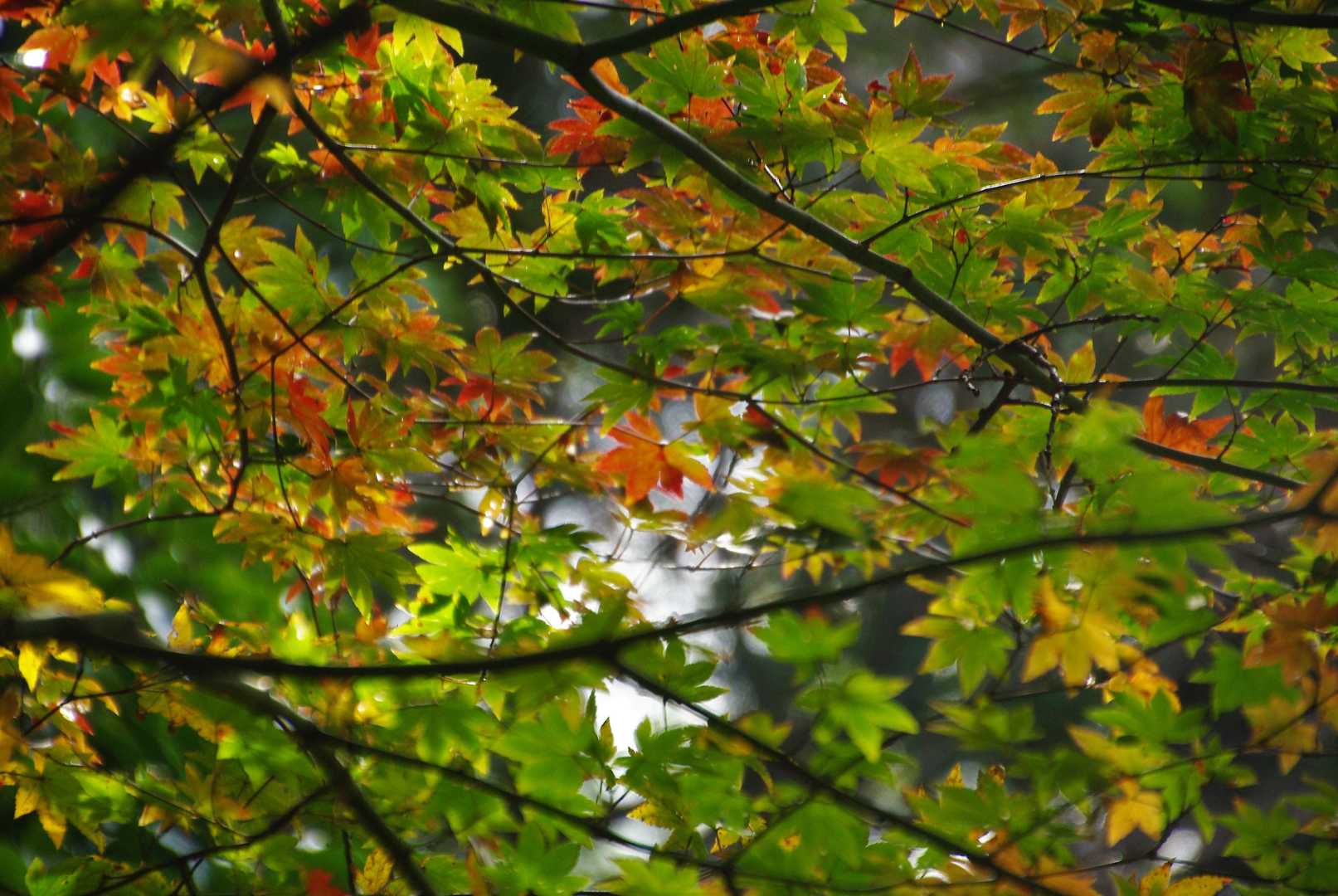 少し色がついたもみじ🍁
いい☺️