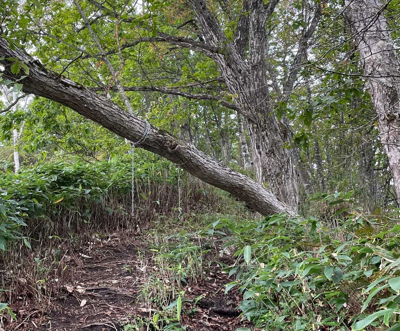 なぜ？鎖？？
🤔
降りてくる時止まれなかったら捕まる用？？
よくわかりませんが、なぜか下山の時は見なかった気がする😂