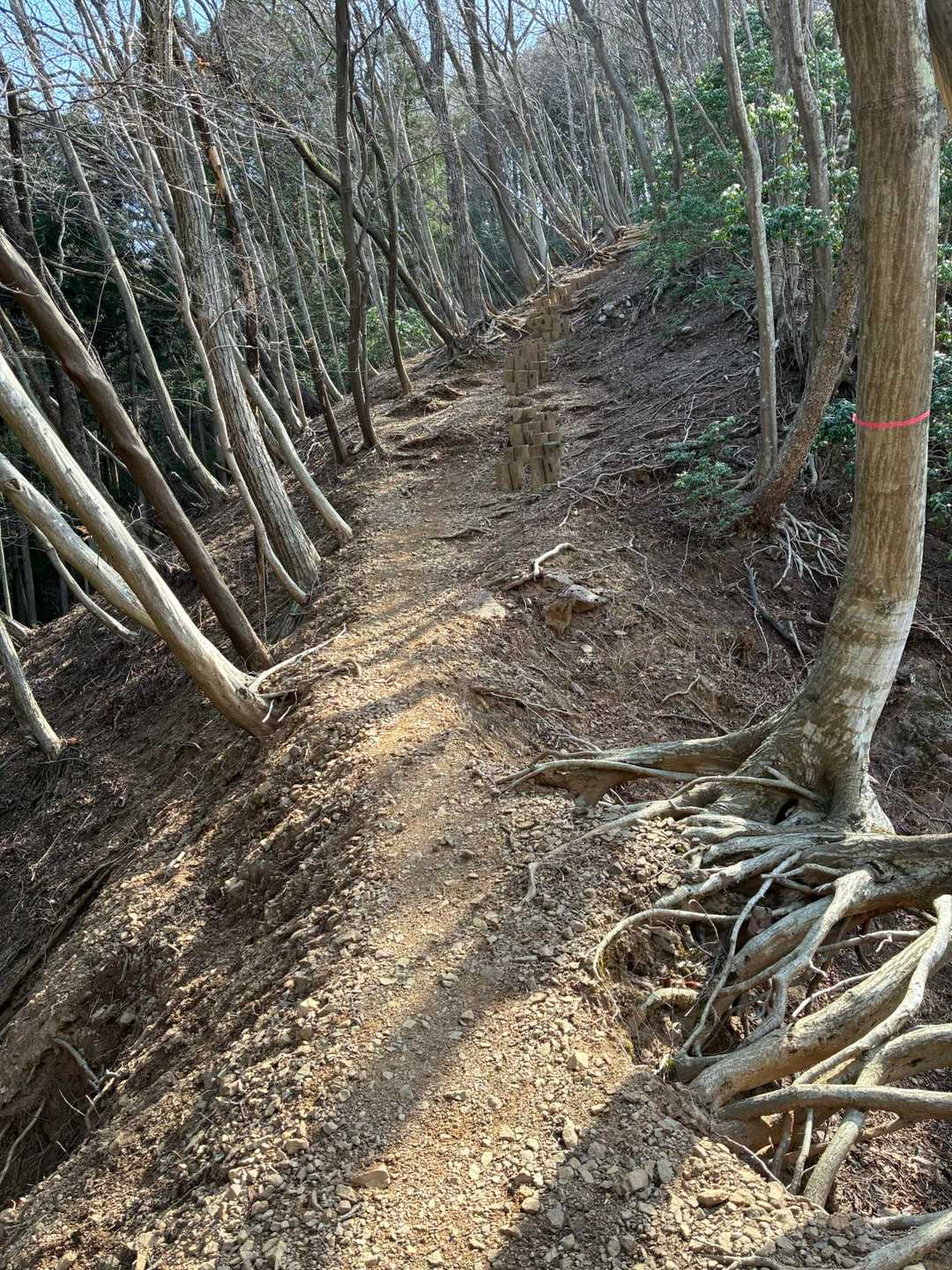 やっぱり急登なんです💦