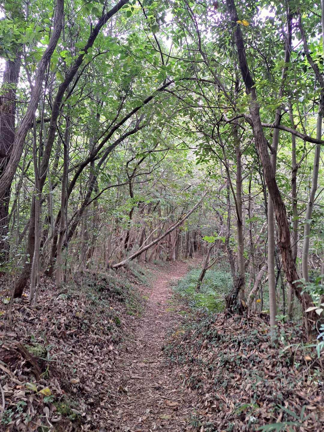 高鳥居山 往復コースの写真