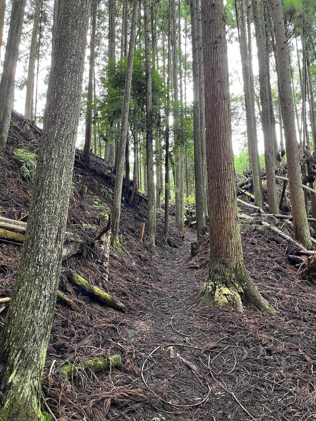 🤳では明るく見えますが
実際はもの凄〜く暗いです
でも地面はﾌｶﾌｶしているので
比較的歩きやすい登山道

🐻怖いな….🛎️ﾘﾝﾘﾝ！