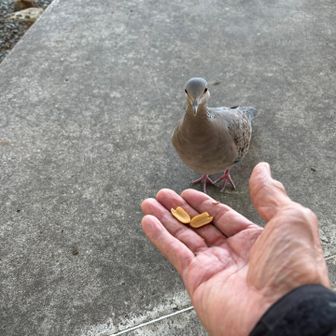 ハトが寄ってきました😅