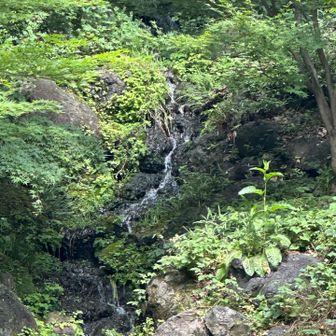 もみじの滝⤴︎この水はどこから？