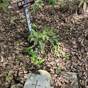 岩室山　見晴らしはなかった