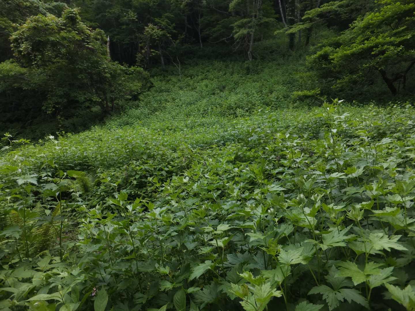 120cm超のトリカブト