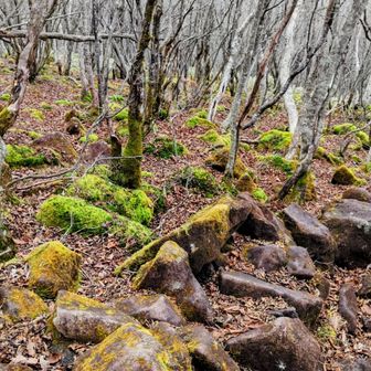 迷いそうな登山道