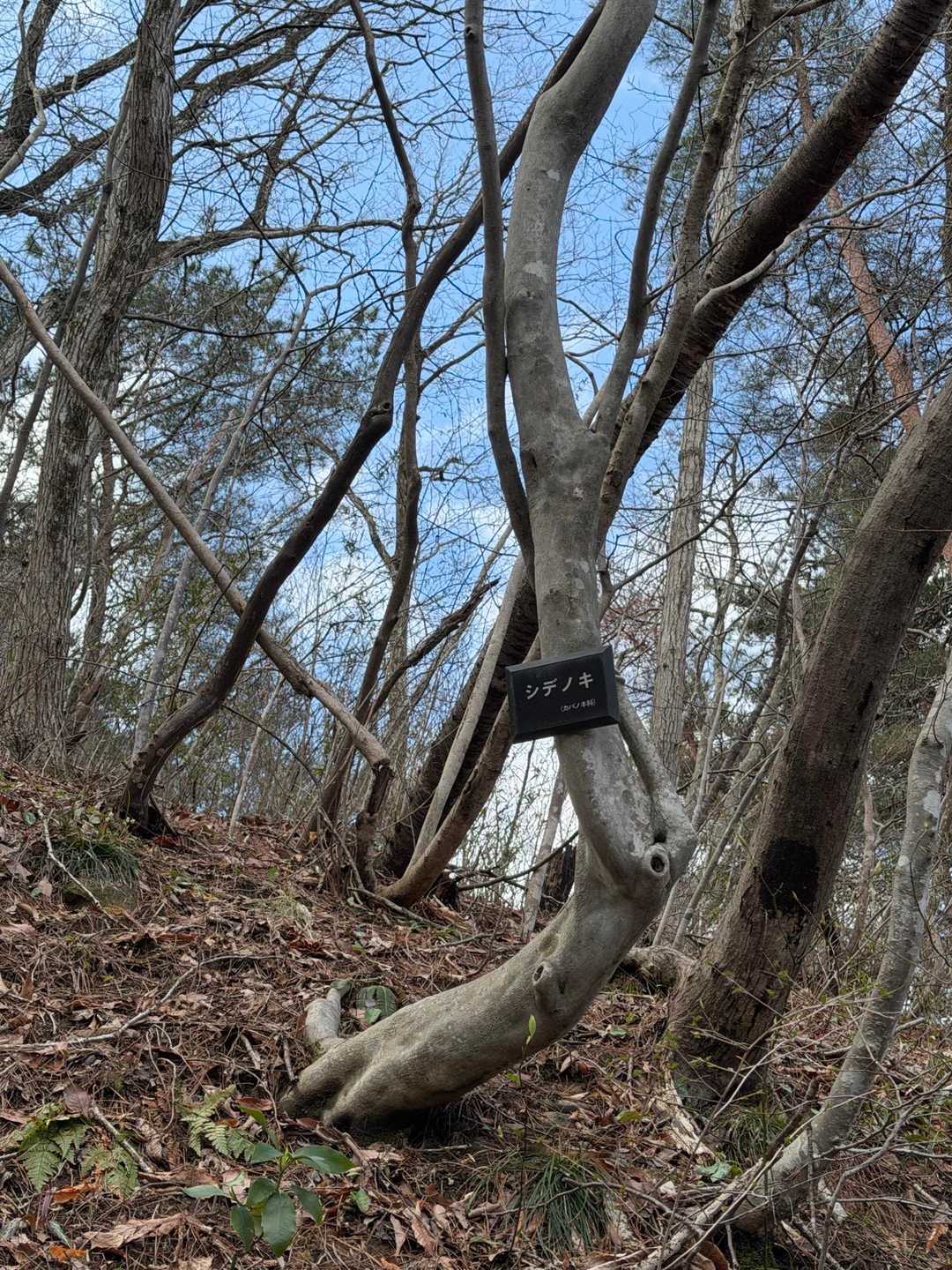 達居森 周回コースの写真