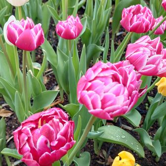 変わった形のチューリップ🌷