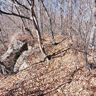後は穏やかな尾根歩き