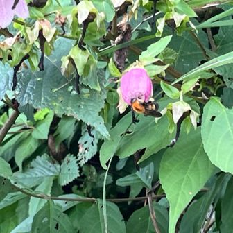 ホタルブクロの花の中に潜り込むのが面白い。