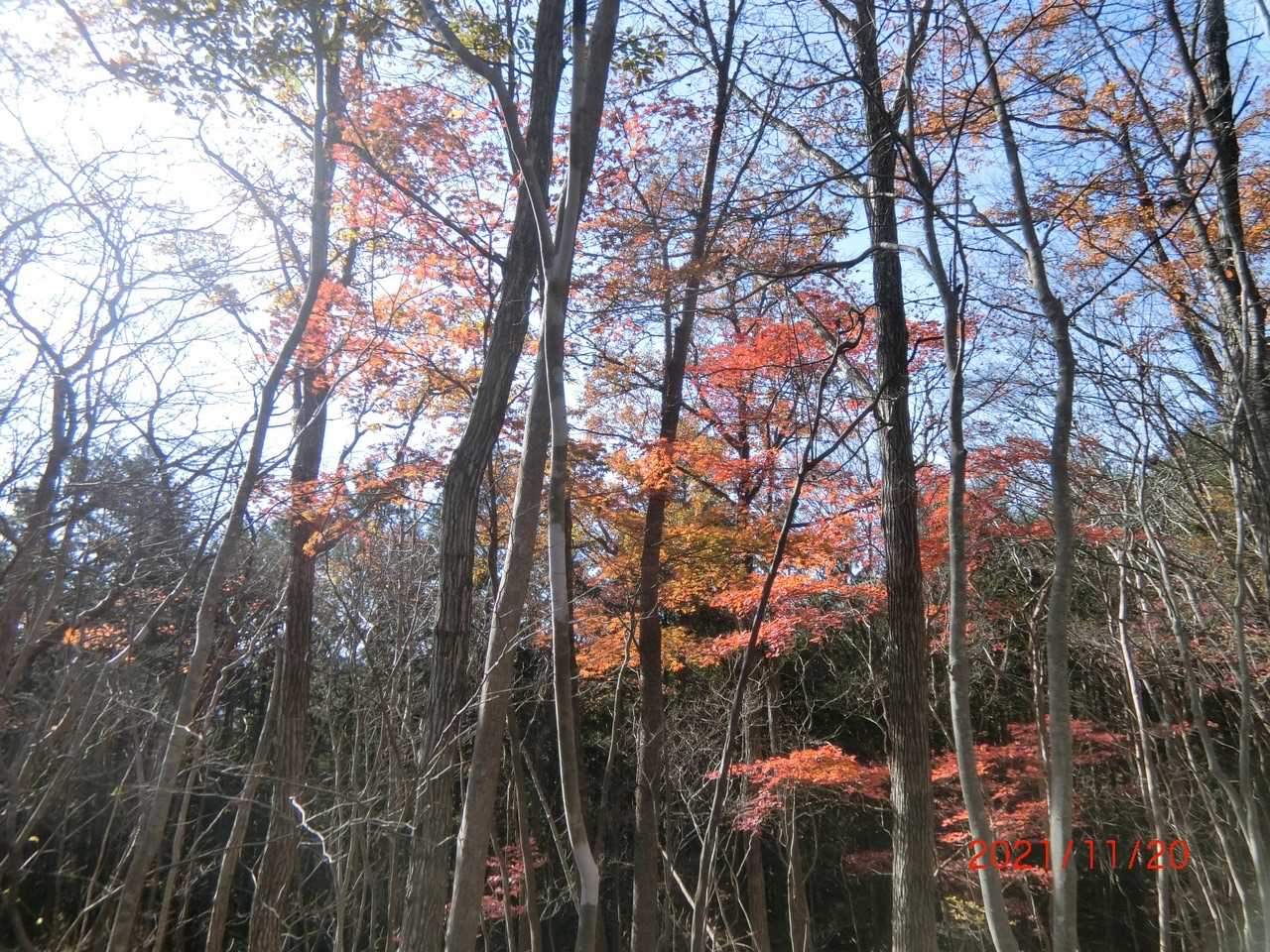 こっちの紅葉もお日様の光を浴びてすごく綺麗✨