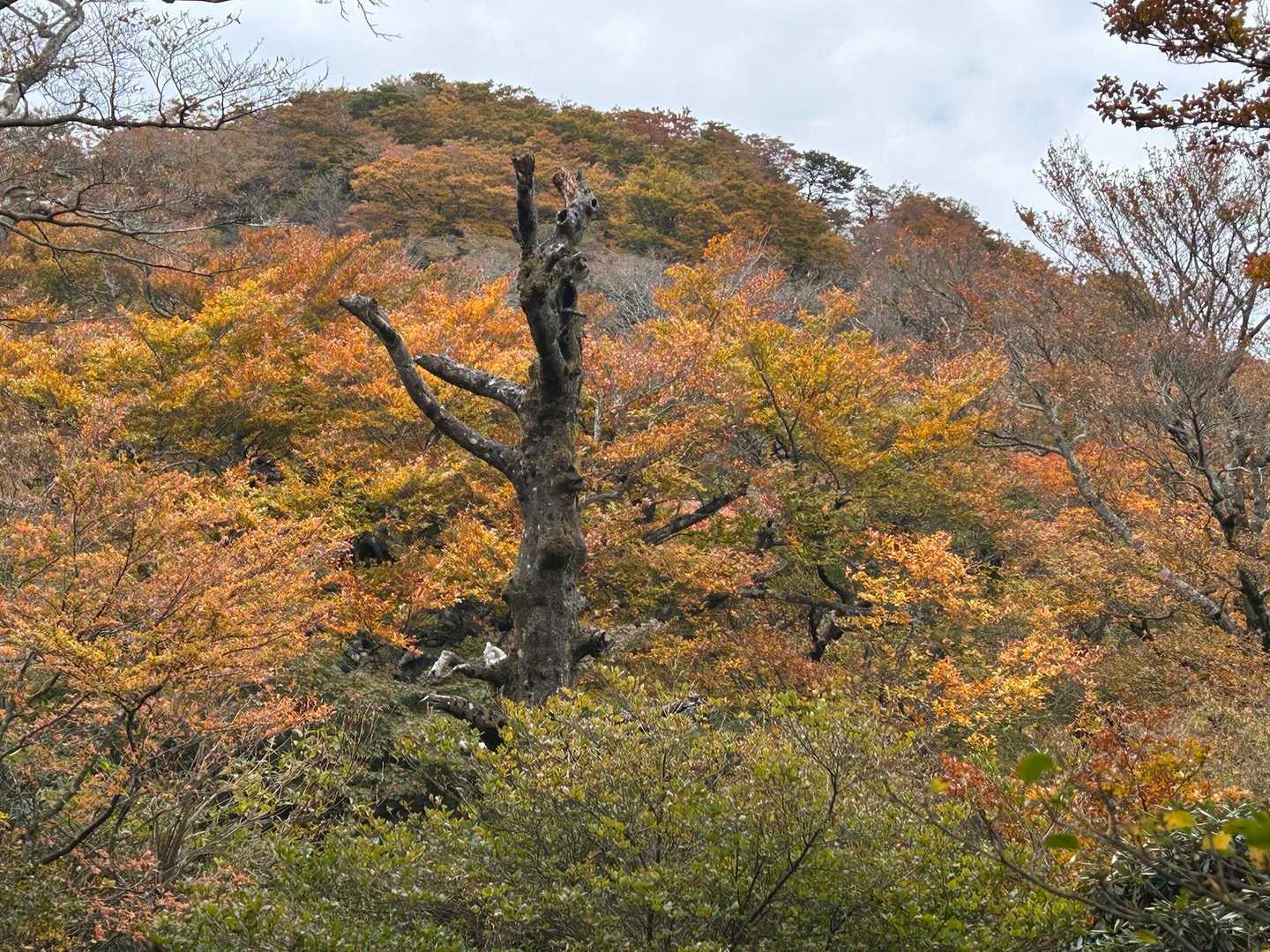 紅葉、綺麗です。