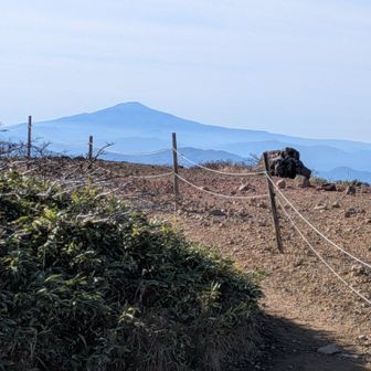 鳥海山、発見！
秣岳ルートに少し入ると見えました。
※磁石🧭を出して一緒に同定して頂いたファミリーの方、有難うございました😊
※鳥海山と栗駒山の距離は65.7kmだそうな（AI調べ)




