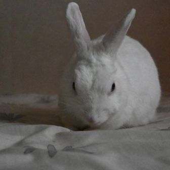 まりもてれじあ