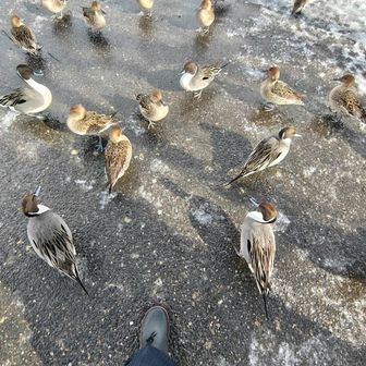 で、また五十公野🦆

ついつい、いみじのと読んでしまう❌