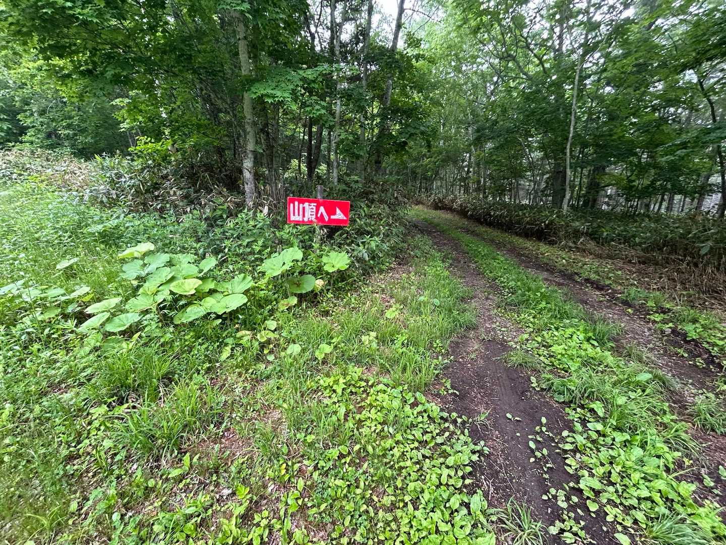 上の駐車場から続く道。この旧林道？を歩く。
