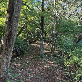 登山道
孝霊山まではまだ緩やかな道