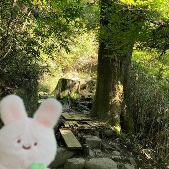 切り株と🐰
