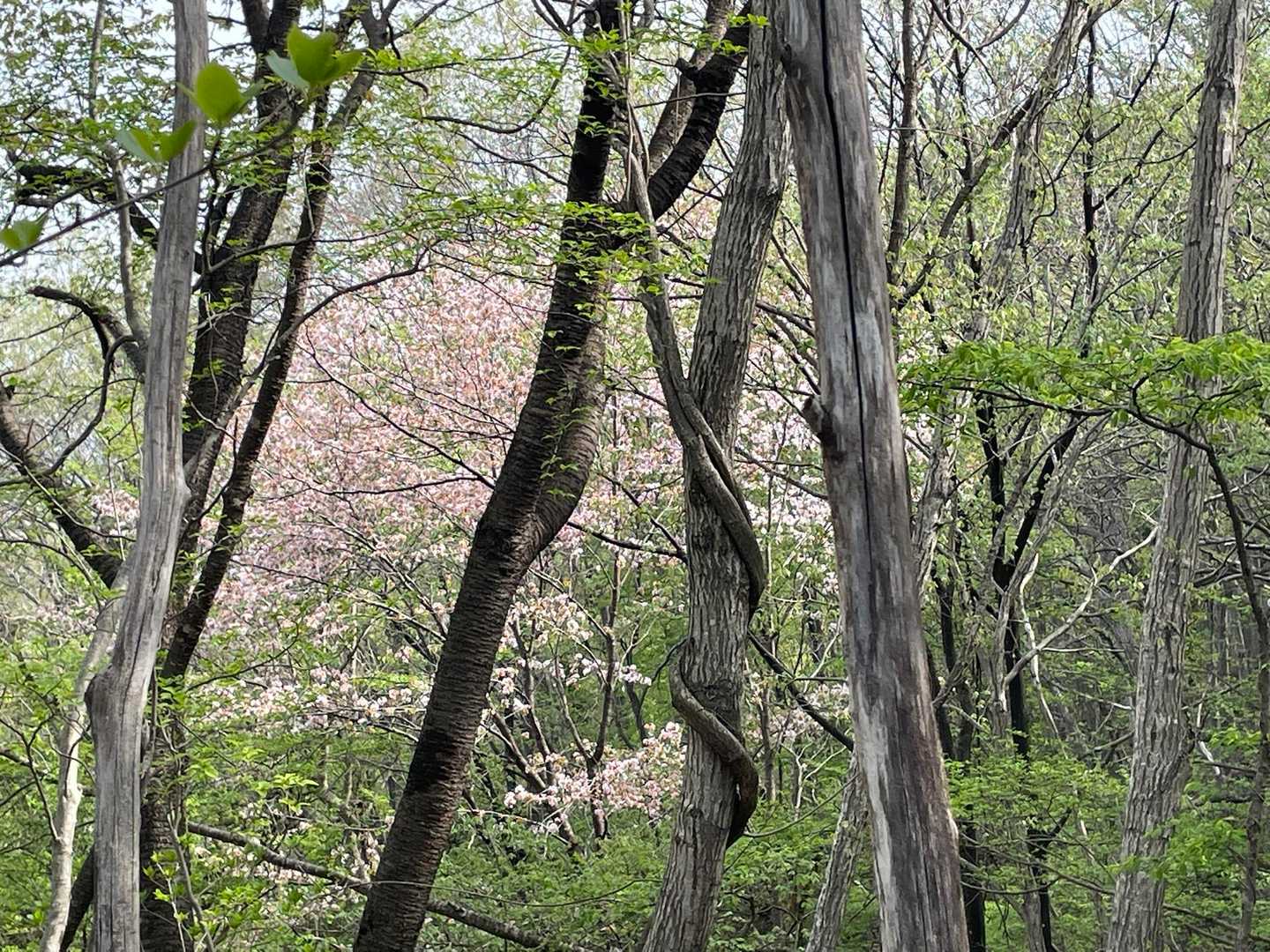 山桜がチラホラ
花びらもチラチラ