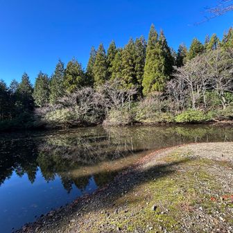 風が無いので木が水に映り込んでいる