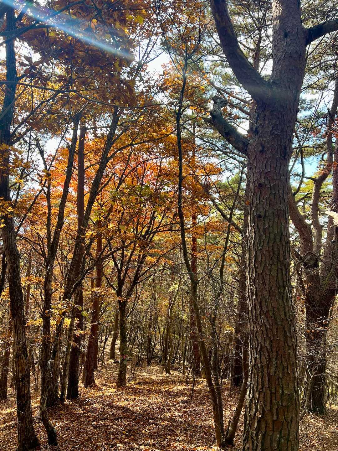 今から、激下りが少し歩くとあります😅
でも、紅葉がキレイだった😊