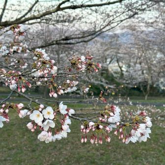 山頂広場はまもなく見頃なだけに明日の雨が心配