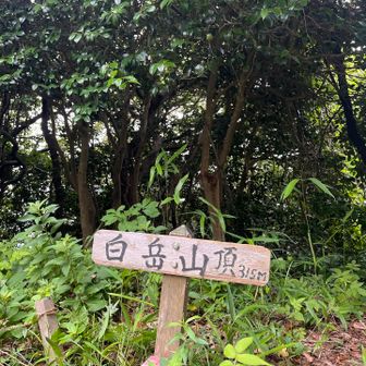 「白岳山頂」
ココも眺望ありません⤵️