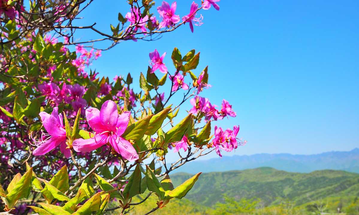 ミツバツツジの花びら・・・
青空に映えますね🌸🌸
