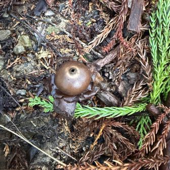 エリマキツチグリ？