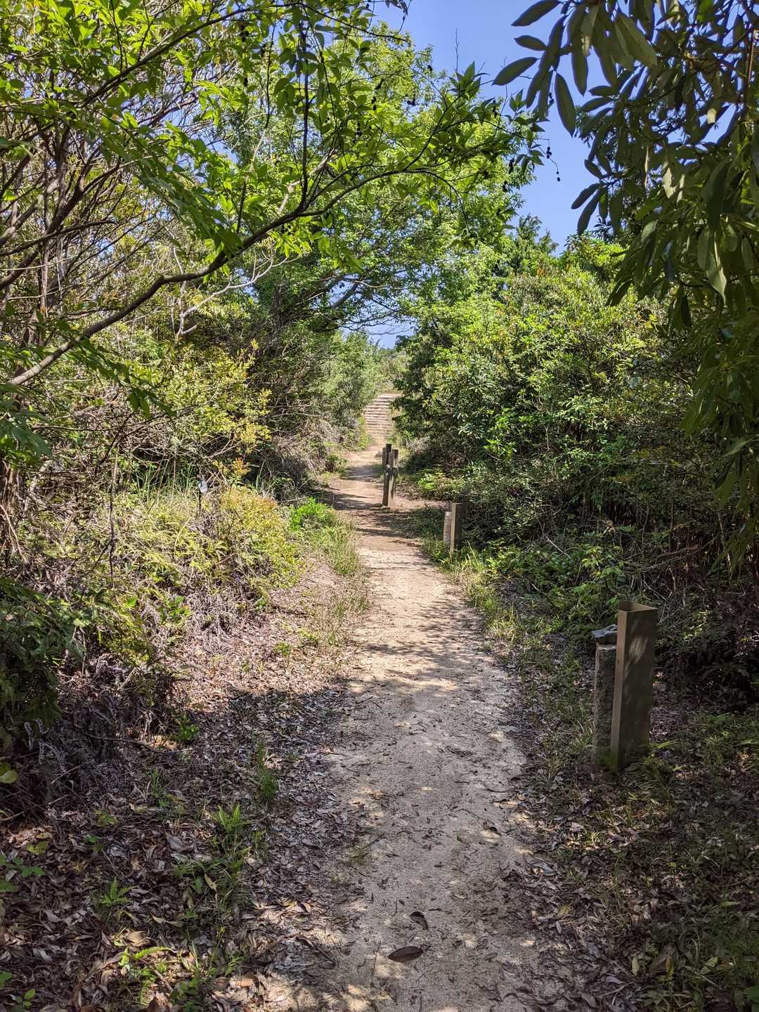遊歩道ずっと何かある🤔