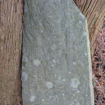 読めそうで読めない