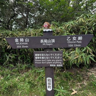 長尾山到着🙌
山頂？？て位に平らな場所でした

ウォーターキャリーからナルゲンボトルに水を移し替えようとザックを開けたら…
ウォーターキャリー(1.5リットル)が無い😱
登りの途中で水を移し替えたのは記憶にあるんだけど、そこに置き去りにしたのか、山頂の茶店に置き去りにしたのか、山頂の外で置き去りにしたのか思い出せず🥺
SOR@さんの予備の飲み物を分けていただきました🙏