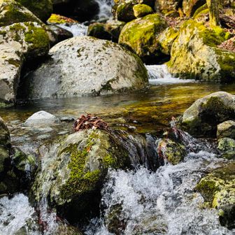 渓谷キレイ🤩、水も沢山👏

まさに祖母山の天然水💧