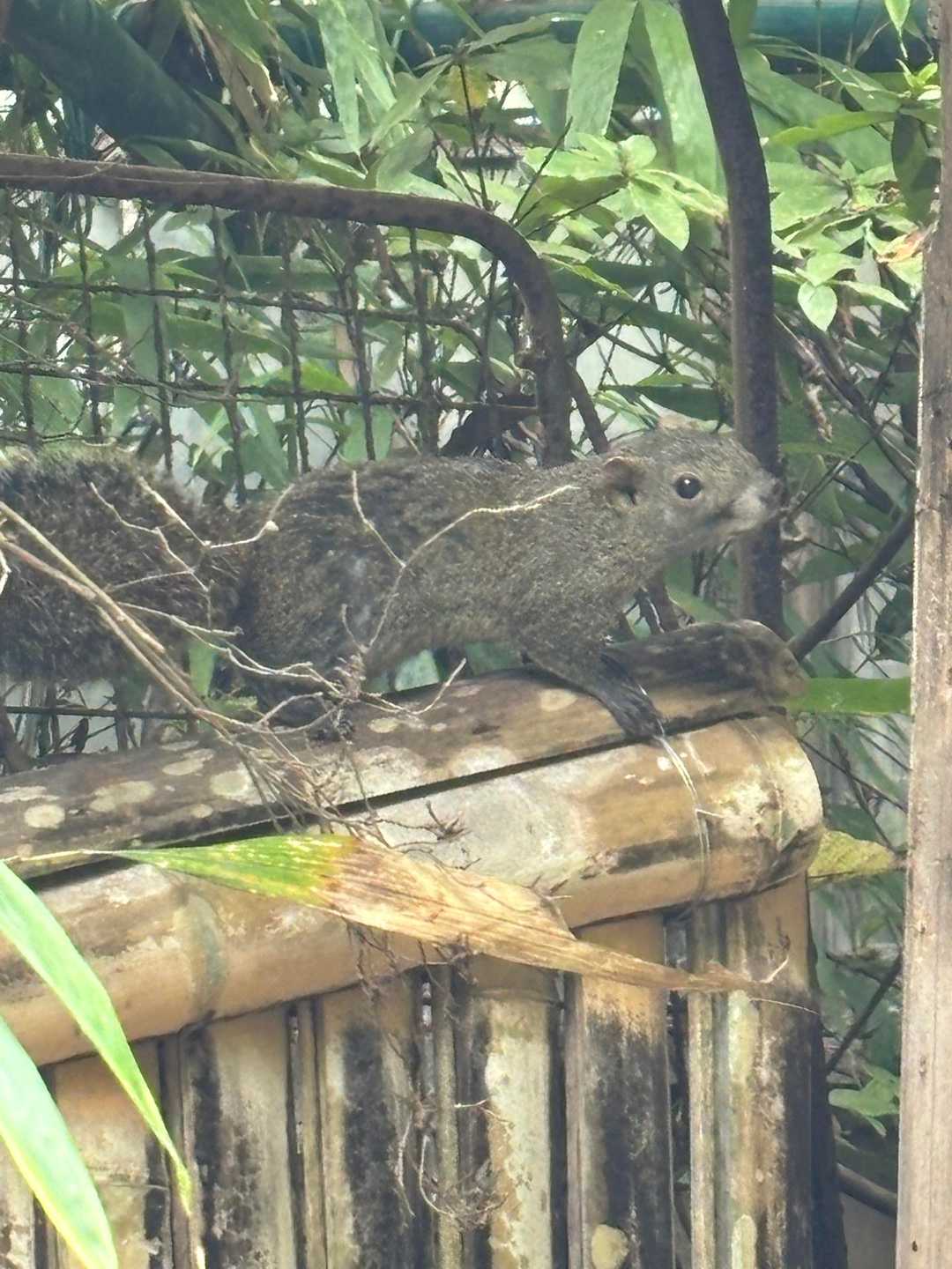剥製じゃないよ。本物の野生のリス🐿️
駅からそう遠くないのに！