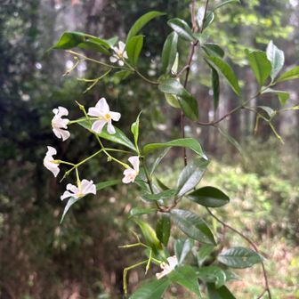 テイカカズラ？
ツタから花