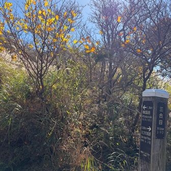 三合目💦先日の八ヶ岳土産のカモシーに『山なめんなよ』と言われていたのになめてました…