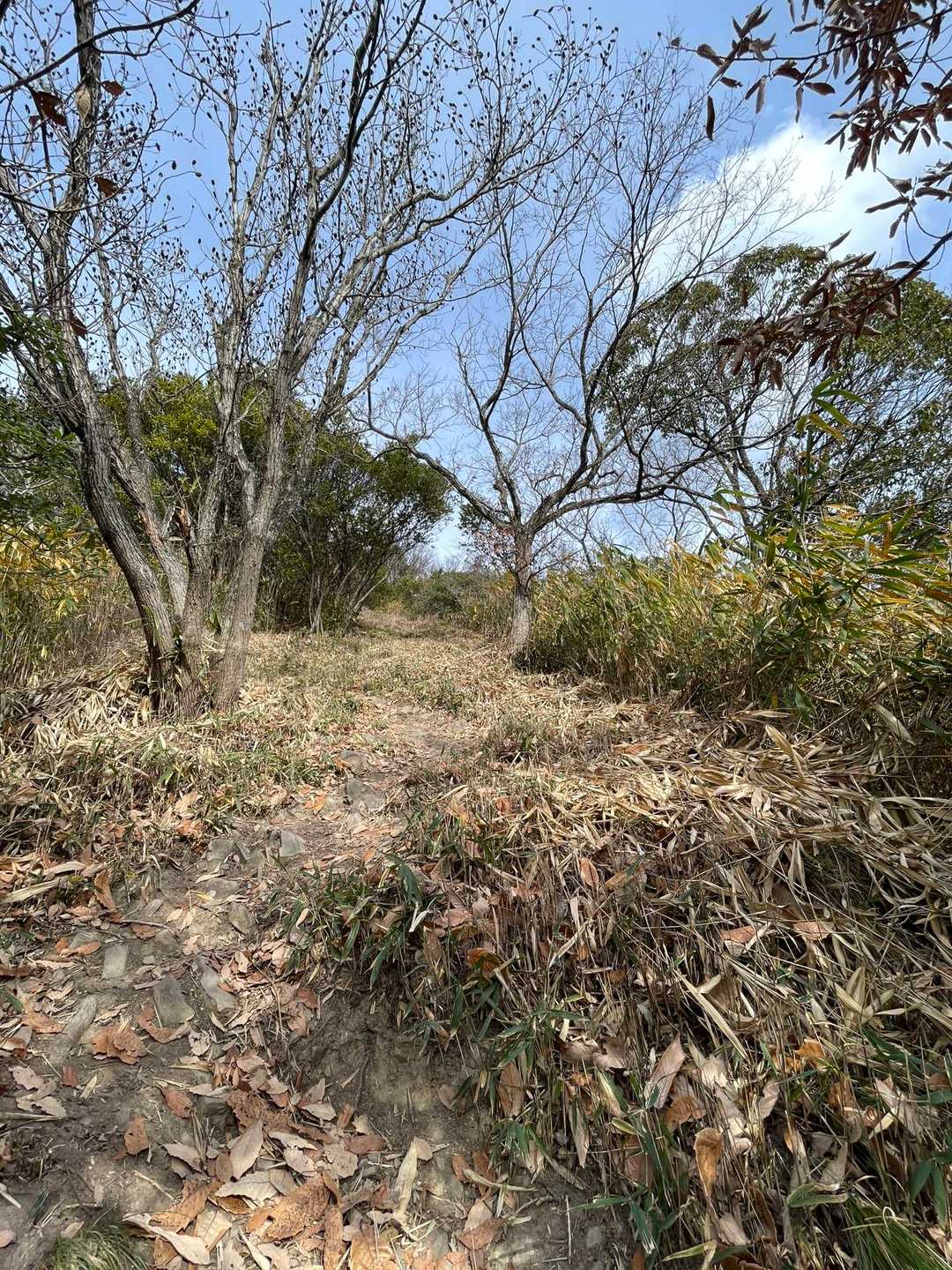 分岐からも、急