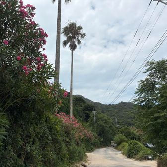 めっちゃ南国感〜🏝️✨常夏だ🌺🏖️
