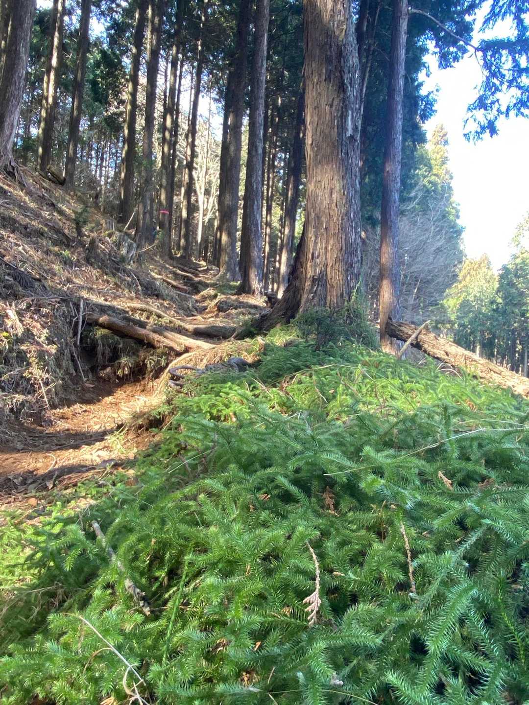 あったかくなってきたら、苔の多いところでよく見かけるようになるね🤗