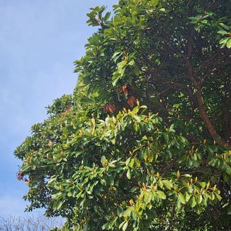 なんかつぼみいっぱい