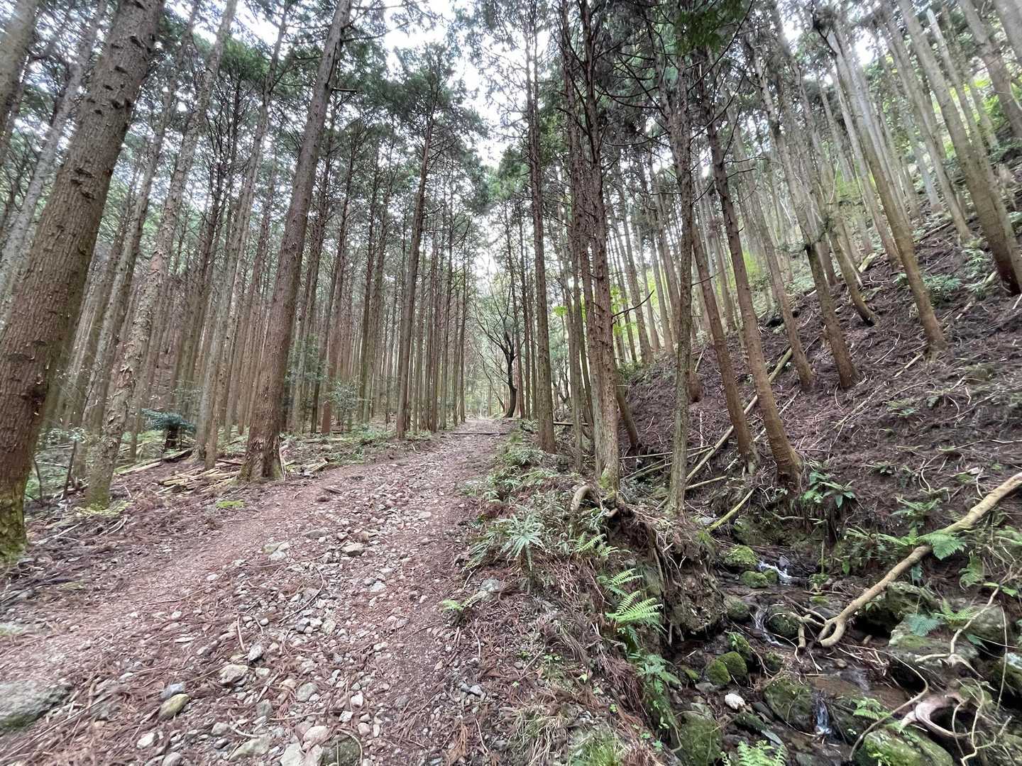 川沿い林道を登っていきます