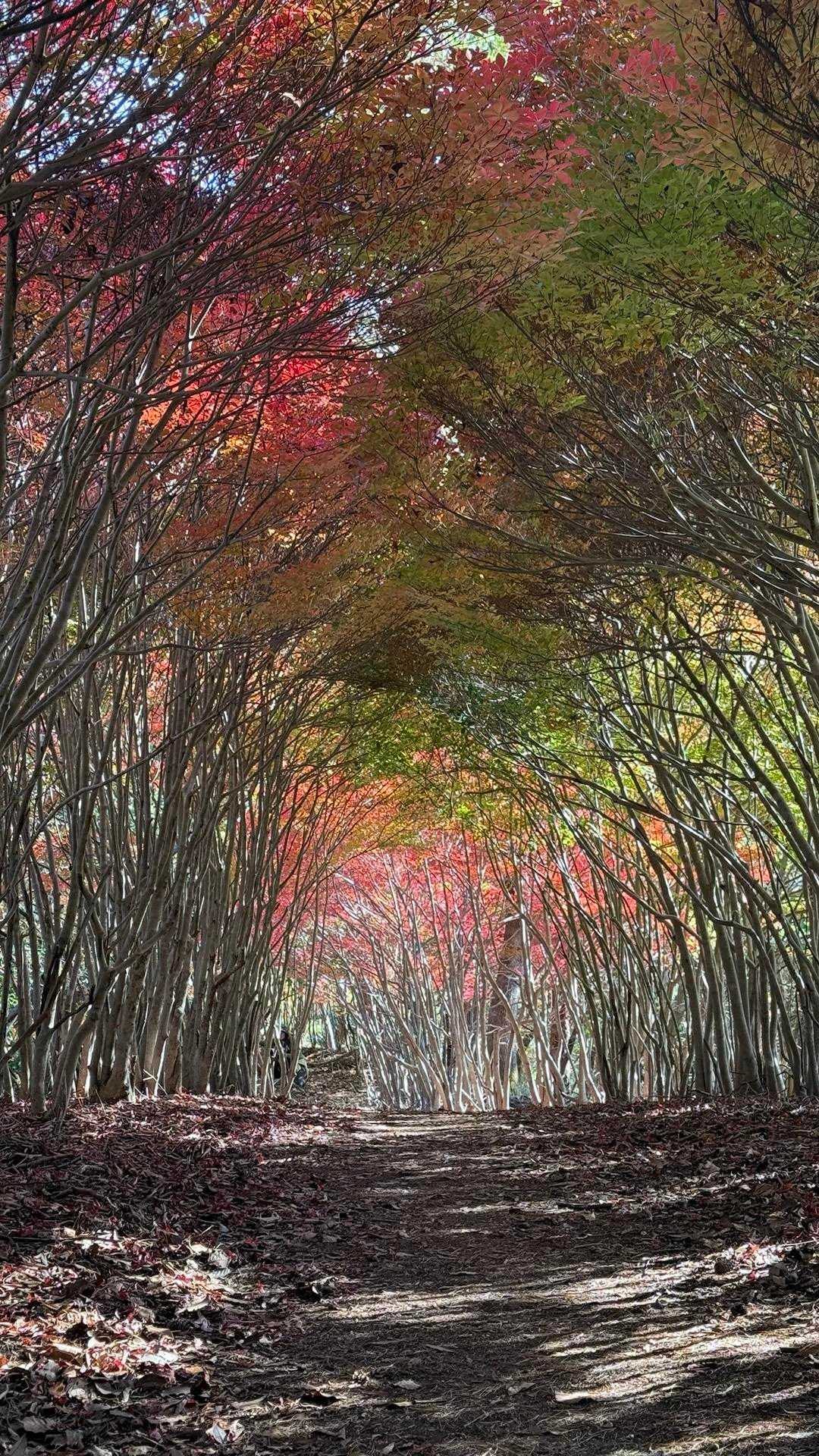 岩石山 往復 | 奇岩・巨岩とドウダンツツジのトンネルが生み出す絶景を満喫の写真