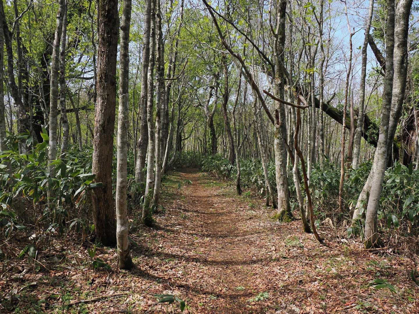 恐羅漢山-旧羅漢山-獅子ヶ谷登山口-十方山-奥三ツ倉-前三 周回コースの写真